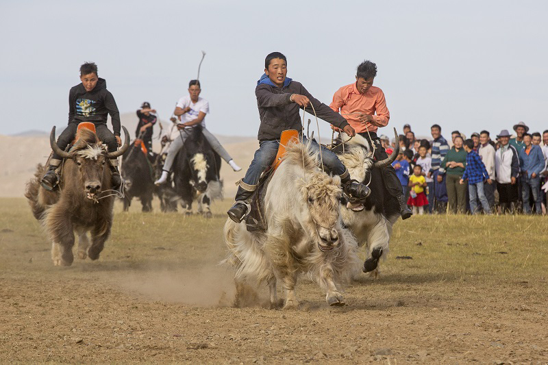 yak festival in mongolia 